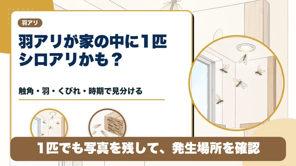 羽アリが家の中に1匹だけ出たらシロアリ？見分け方と相談前チェックのアイキャッチ画像
