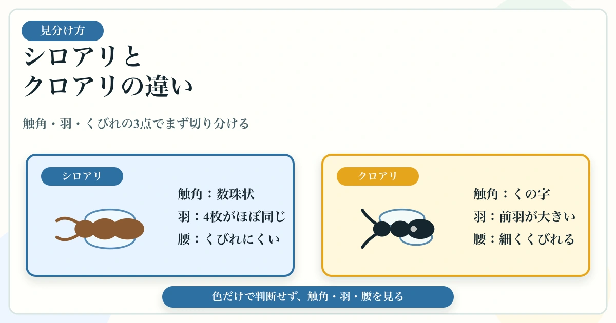 シロアリの羽アリとクロアリを触角・羽・くびれで見分ける図解